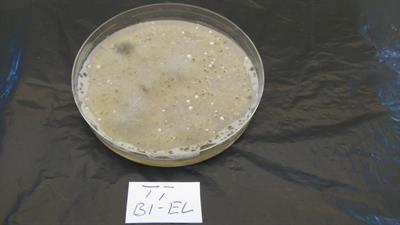 Predicting infection of strawberry fruit by Mucor and Rhizopus spp. under protected conditions